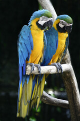 blue and yellow macaw