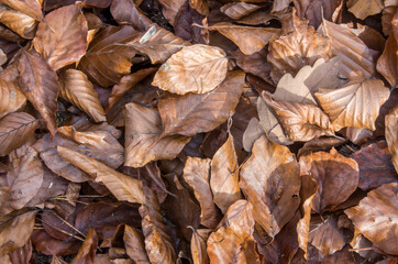 Detailed view autumnal leaves