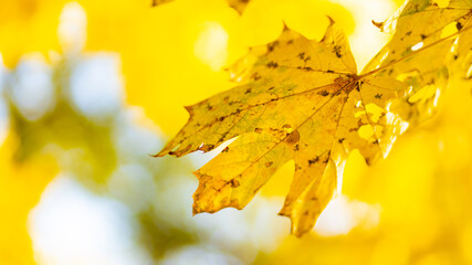 Autumn yellow leaves of maple tree in autumn park. Yellowed maple leaves on blurred background. Golden autumn concept. Copy space