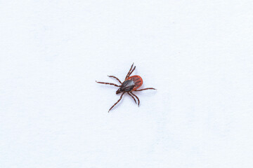 Tick tick on white background, close up shot.