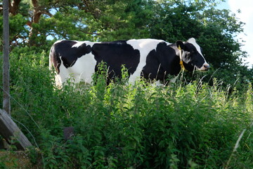 FU 2020-07-05 Kakus 709 Auf der Wiese stehen zwei Kühe