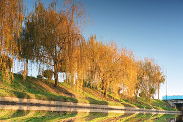 Autumn landscape scene. Colorful willow trees reflecting in the river at the park lit by sunlight.