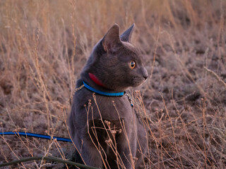 Gray cat with amber eyes in a yellow grass.