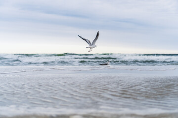 Seagull taking off from the beach with beautiful waves in the background