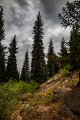 mountain forest in the morning