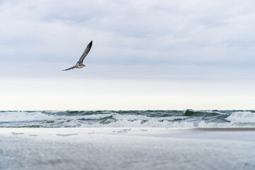 Seagull flying over the ocean at a beautiful beach on the German island Usedom