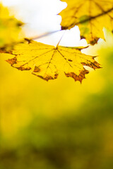 Golden autumn concept. Autumn background with yellow maple leaves. Yellowed autumn leaves on blurred background. Copy space
