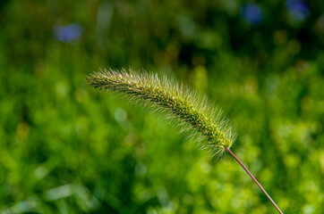 Close-up of a blade of grass exposed against a green background