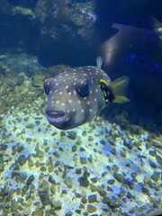 fish in aquarium © Edip