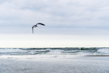 Seagull flying over the beach with beautiful waves in the background on an overcast day