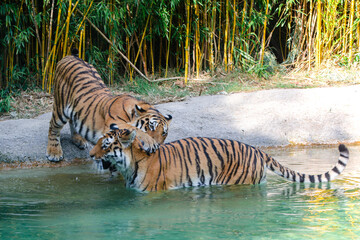 Fototapeta na wymiar bengal tiger in the water