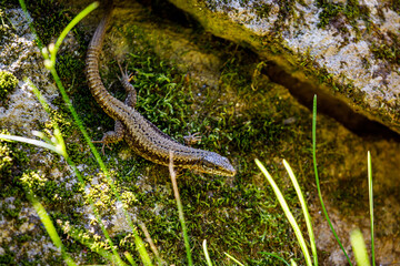 A lizard from romania between stones