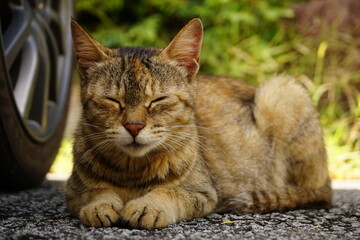 お座りしている猫