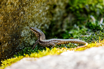A lizard from romania between stones