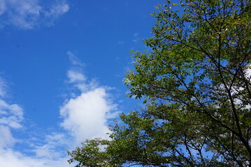 木々と青空