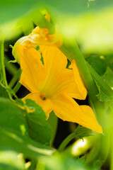 Blooming zucchini on a sunny day. Yellow zucchini flower in green foliage. Courgette ripen in the garden. Copy space