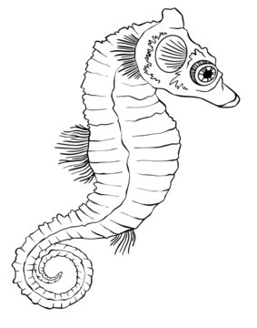 illustration of a sea horse. vector tattoo