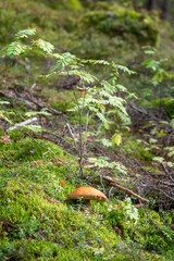 Boletus mushroom grows in the forest. Edible mushrooms. Concept. Photo
