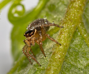 Close up spider on a leaf with raindrops on his body