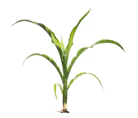 Fotobehang Young green corn stalk isolated on white background, sprouting plant with clipping path © dule964