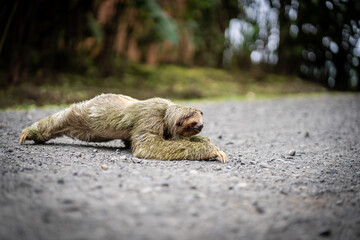 Profile of a sloth crossing a tropical path © carles