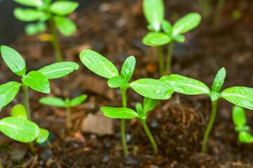 Young plants, Baby plants in soil.