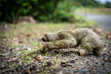Sloth arriving at the edge of a tropical highway