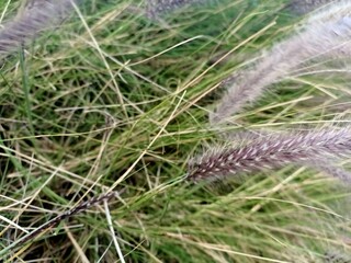 grass in the grass