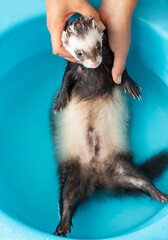 Pet Ferret enjoying a indoor bath.