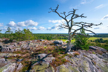 Beautiful dead tree in the middle of Segersgarde nature reservation in Sweden. Beautiful summer day in picturesque landscape of southern Sweden countryside. © Petr