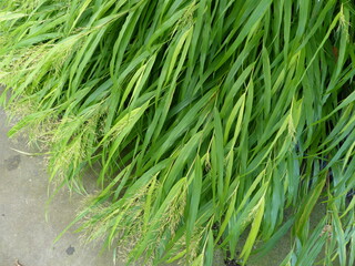 Flowering Hakonechloa macra Aureola (Japanese forest grass, Hakone grass) 