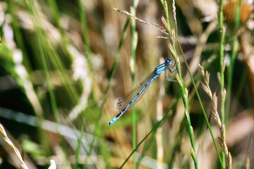 damselfly resting in the garden