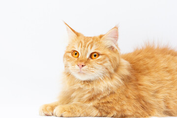 Cute red cat lying isolated on white background
