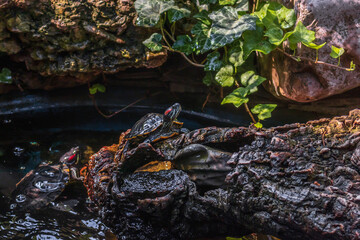 A red-eared slider turtle (Latin Trachemys scripta) is resting, basking in the sun on the rocks by the pond on a sunny summer day. A pond with slider turtles resting by the water.