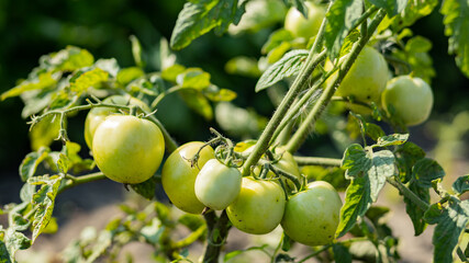 Green tomatoes on the bush. Growing green tomatoes, ripening on a branch in garden. Organic farming. Agriculture concept