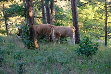 FU 2020-07-05 Kakus 966 Im Wald stehen zwei Kühe