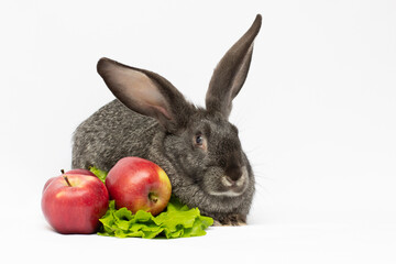 Fototapeta na wymiar Gray rabbit eats with two apples food ecology care for pets copyspace