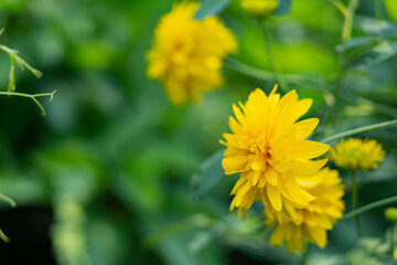 Rudbeckia. Garden yellow flowers with green leaves. Yellow flowers of rudbeckia dissected. Copy space