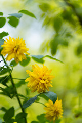 Rudbeckia. Garden yellow flowers with green leaves. Yellow flowers of rudbeckia dissected. Copy space