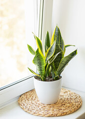 Mother-in-law's tongue in a white pot on the windowsill. Indoor plants, sansivieria trifasciata