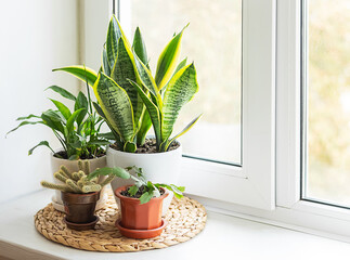 Different houseplants in pots on the windowsill in real room interior: sansevieria trifasciata, schlumbergera, cactus, spathiphyllum. Urban jungle interior