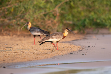 The buff-necked ibis (Theristicus caudatus)