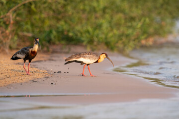 The buff-necked ibis (Theristicus caudatus)