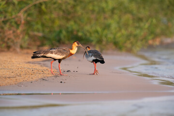 The buff-necked ibis (Theristicus caudatus)