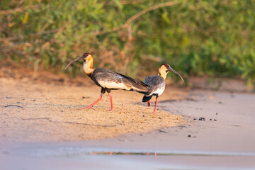 The buff-necked ibis (Theristicus caudatus)