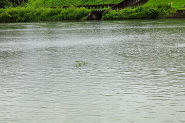 rice field