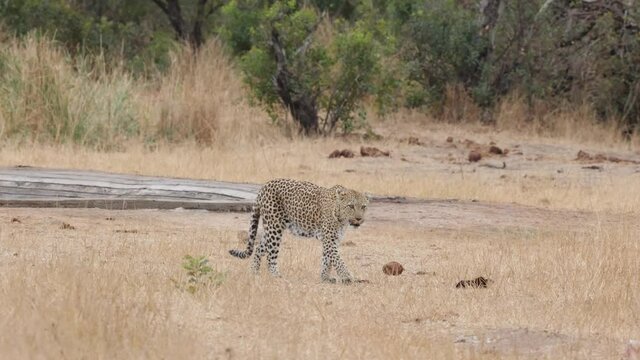 Leopardess on the move in Kruger