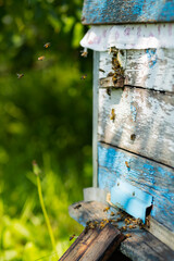 Bees fly into the hive entrance. Bees flying around beehive. Beekeeping concept. Copy space. Selective focus