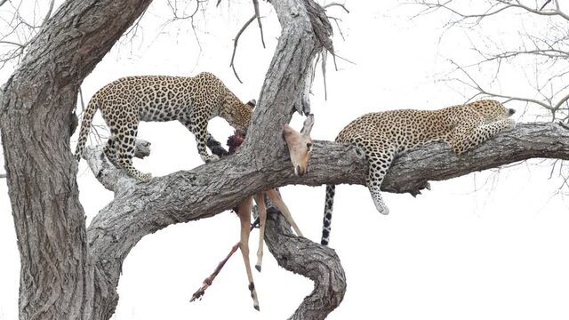 Leopard mother and cub in a tree feeding