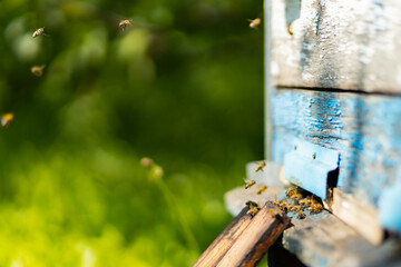 Bees fly into the hive entrance. Bees flying around beehive. Beekeeping concept. Copy space. Selective focus